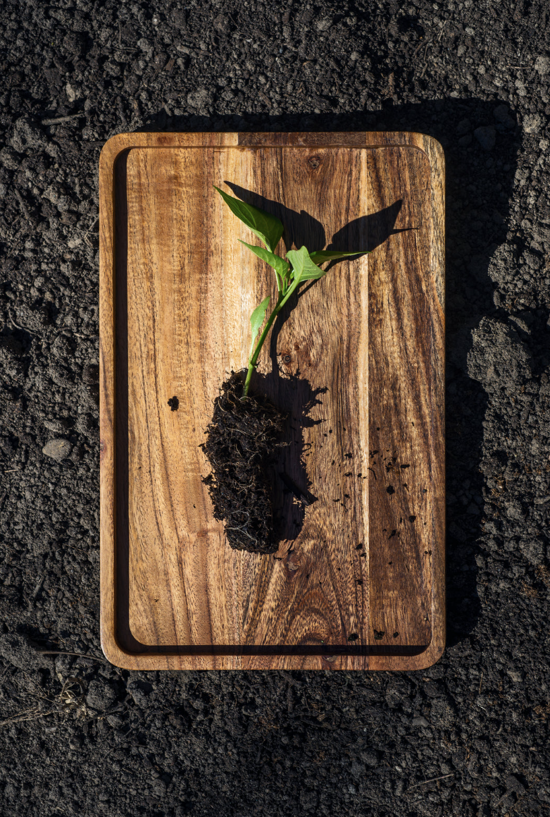 A fresh green seedling with exposed roots resting on a wooden board, placed over nutrient-depleted soil—symbolizing natural growth and the need for clean supplementation.