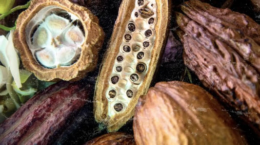 Close-up of diverse seed pods and dried botanicals — highlighting the earthy, antioxidant-rich inspiration behind Apotheka Superfoods' clean, plant-based philosophy.
