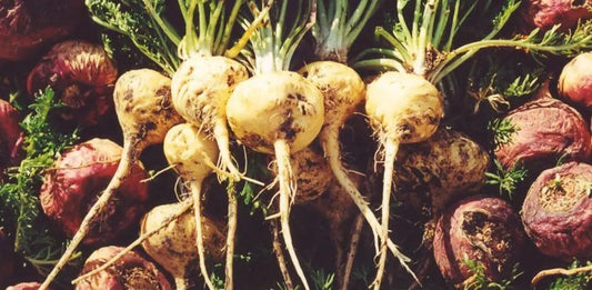 Freshly harvested yellow and red maca roots — a key adaptogen in Elyxar by Apotheka Superfoods, supporting energy, mood balance, and hormone health.