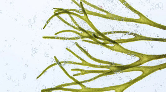 Chlorella strands suspended in water — a potent green algae in Elyxar’s alkaline superfood blend, rich in chlorophyll, detox support, and daily vitality.